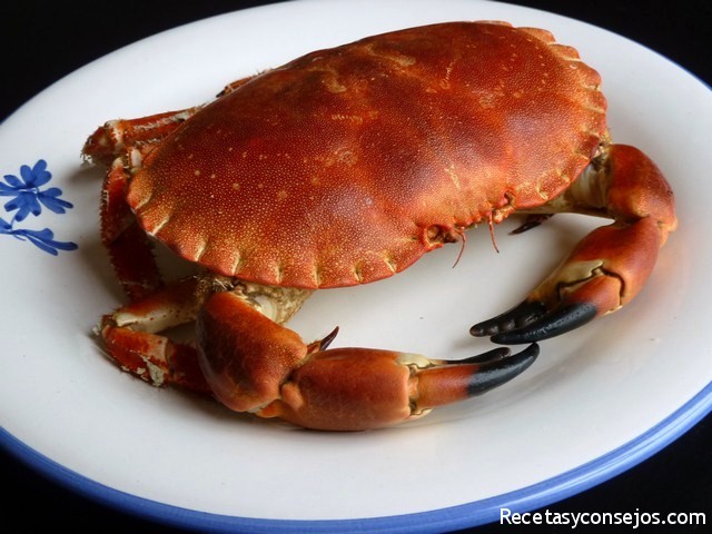 Cocer buey de mar - Recetas y Consejos