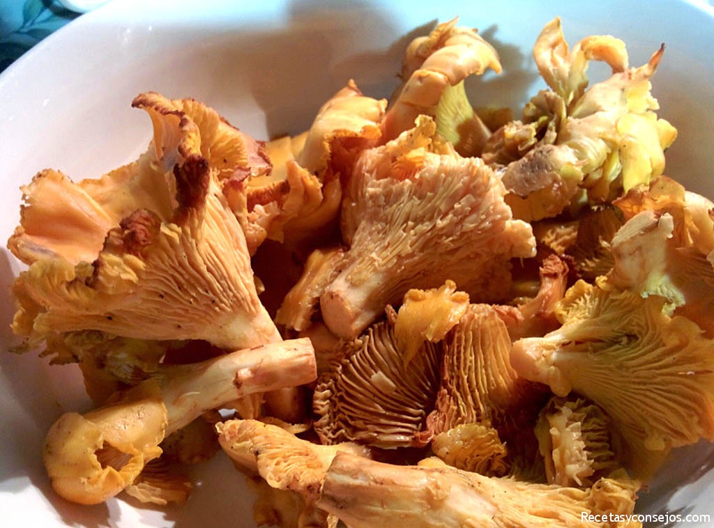 Cantharellus