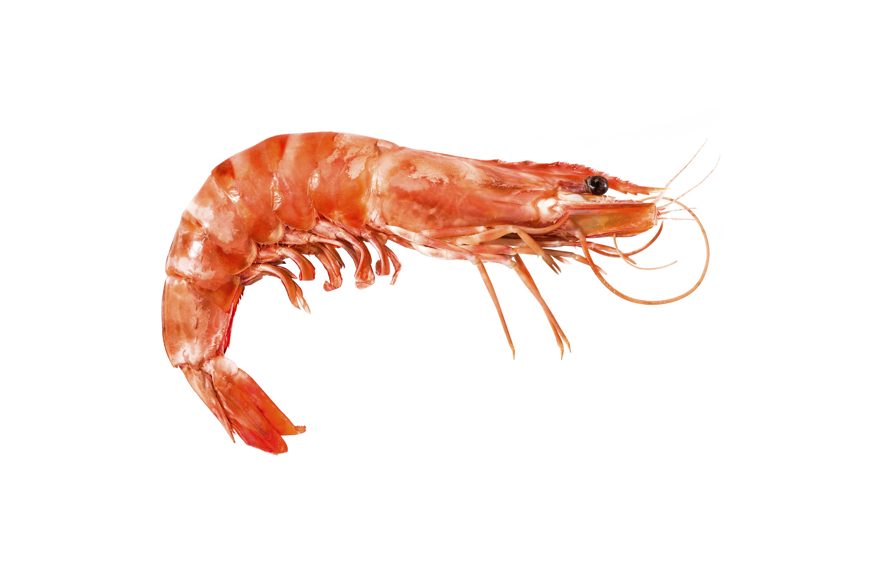 Langostino - Recetas y Consejos